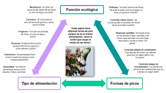 Formas de picos, tipos de alimentación y función ecológica de las aves en palabras de los participantes