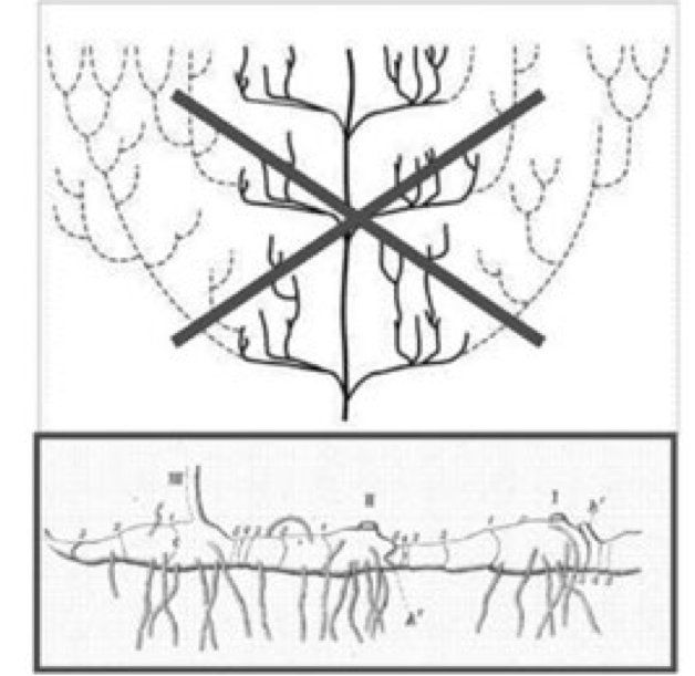 Pensamiento rizom&aacute;tico