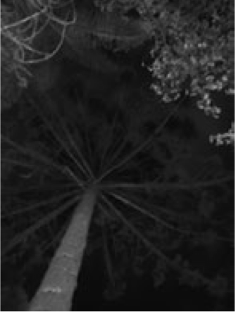 Araucaria nocturna Praça Tiradentes,
Curitiba (Álvarez, 2012).