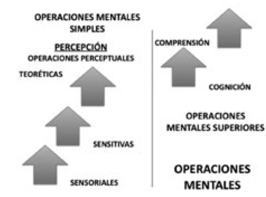  Operaciones preceptúales
en las operaciones mentales (Álvarez, 2012).
