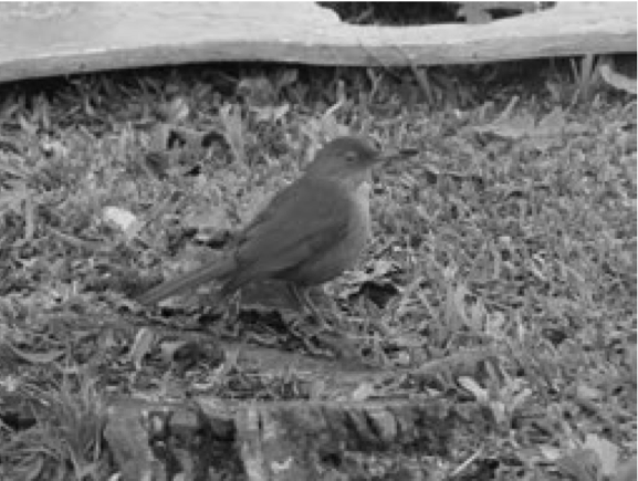 (Ave) Manacá
da serra (PUC) (Álvarez, 2012)