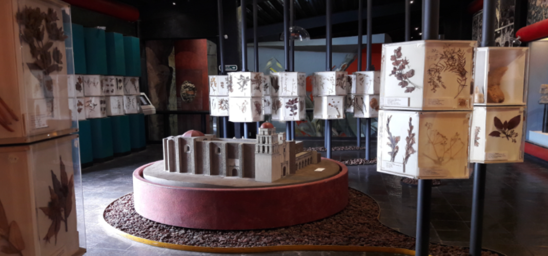 Exposición permanente de herbolaria, Museo “Dr. Luis Mario Schneider”