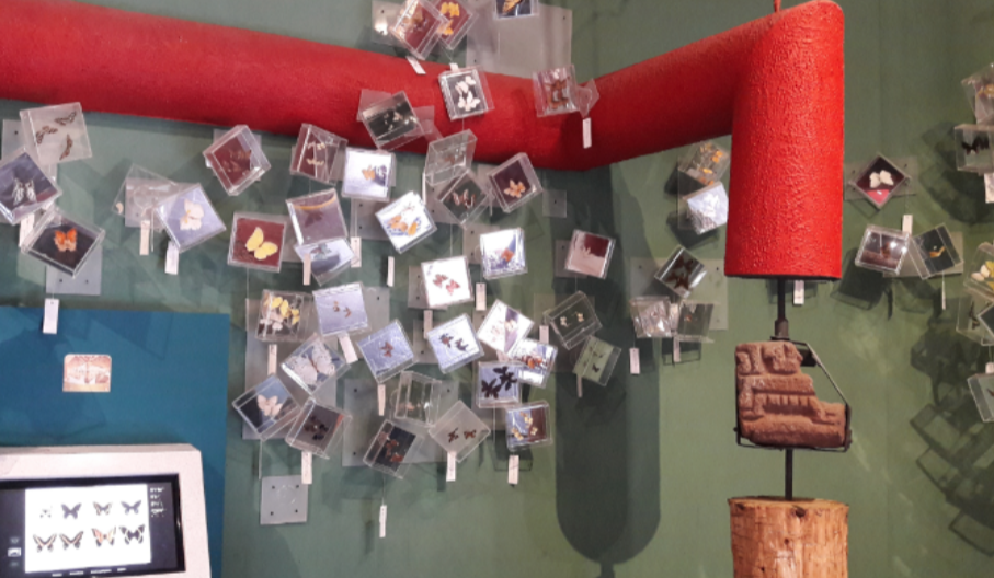 Exposición permanente de mariposas.