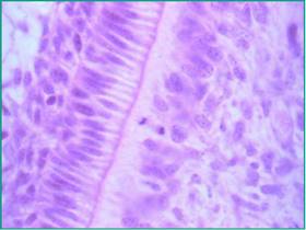 Tomada de Cátedra de Histología. F.O. (UdelaR)