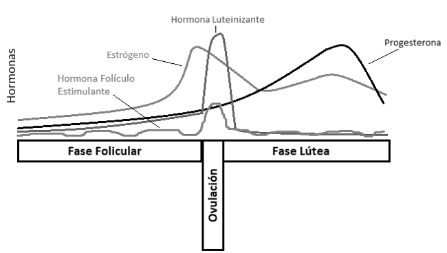 Gráfico que muestra variación en niveles hormonales en el ciclo menstrual, junto con sus etapas