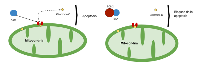 El biomarcador proapoptótico BAX al unirse al receptor de membrana, provoca la salida de citocromo c de la mitocondria, llevando a la muerte de la célula; cuando BCL-2 se une a esta proteína, se bloquea esta vía de apoptosis