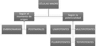 Clasificación de células madre. Modificado de Redón, J. (10