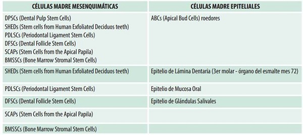 Células madre posnatales diferenciadas en mesenquimaticas y epiteliales