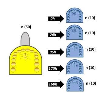 Esquema ilustrando los períodos de tiempo en el cual se realizaron los vaciados con yeso (celeste) para cada una de las marcas comerciales de alginato (amarillo) utilizadas en el presente trabajo.