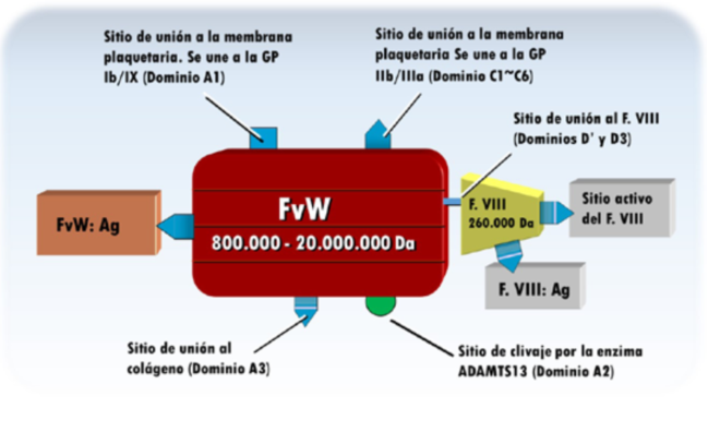 Figura 4: Representacin esquemtica de la estructura y dominios del factor von Willebrand (fvW). La molcula tiene un dominio responsable de la respuesta antignica (fvW: Ag), base de su dosificacin en plasma, y otro para la unin y el transporte del factor VIII de la coagulacin (F. VIII). En este se diferencian una secuencia antignica (F. VIII: Ag) y un sitio activo responsable de su funcin biolgica. Adems, el fvW presenta un sitio de unin a los receptores del colgeno, otro para la glucoprotena Ib y otro para la glucoprotena IIb/IIIa de la membrana plaquetaria, as como un dominio donde se produce su clivaje por su regulador fisiolgico, una metaloproteinasa especfica, llamada ADAMTS13.