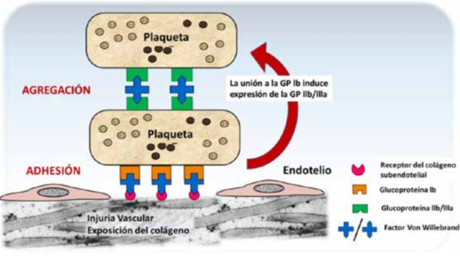 Figura 5: Papel del factor von Willebrand (fvW) en la adhesin y agregacin plaquetarias. La lesin vascular expone los receptores de las fibras colgenas del subendotelio al flujo sanguneo. Molculas del fvW circulante actan como puente entre estos receptores y la glucoprotena lb de la membrana plaquetaria mediante uniones especficas, iniciando el fenmeno de adhesin, el que, a su vez, desencadena una mayor expresin de la glucoprotena llb/llla de superficie y liberacin de tromboxano A2 y ADP. Otras molculas de fvW ofician de nexo entre plaquetas vecinas unindose a la glucoprotena IIb/IIIa, tambin a travs de dominios moleculares especiales, dando lugar a la primera etapa de la agregacin plaquetaria. Para que estos procesos sean eficientes, resulta esencial la conservacin de los polmeros de alto peso molecular del fvW, principalmente en vasos con elevado shear stress, como las angiodisplasias.