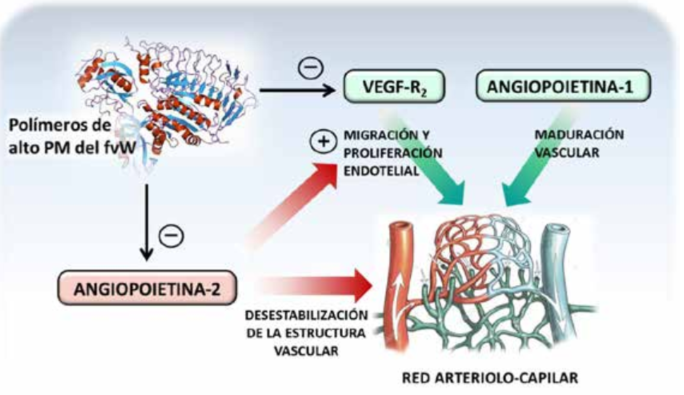 Figura 6: Rol del dficit del factor von Willebrand (fvW) en la gnesis de angiodisplasias. El desarrollo de un sistema vascular normal depende, entre otros, del factor de crecimiento endotelial vascular (VEGF), que estimula la migracin y la proliferacin endotelial, y de la angiopoietina1, que favorece su maduracin y estabilidad por reclutamiento de clulas musculares lisas y pericitos. La angiopoietina2 promueve angiognesis en forma sinrgica con el VEGF, pero en exceso desestabiliza la estructura vascular, generando vasos displsicos. El fvW, y particularmente sus componentes de mayor peso molecular, ejercen un reconocido efecto antiangiognico, por reduccin de la expresin del receptor 2 del VEGF (VEGFR2) y control de la liberacin de la angiopoietina2 de la clula endotelial. Su dficit determina, en consecuencia, un crecimiento excesivo y desordenado de lechos vasculares inmaduros, con desarrollo de angiodisplasias, segn datos de Starke y col.(32).