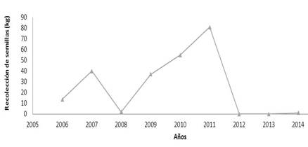 Tendencia de la recolección de semilla para la especie Pinus
tropicalis