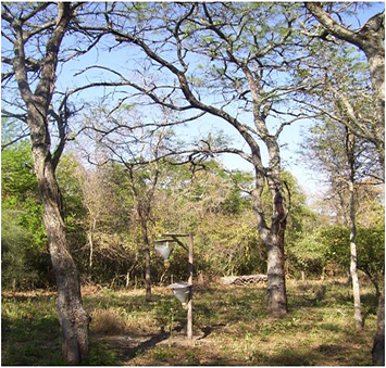 Trampa tipo Scolytoidea para captura de brquidos ubicadas en formacin de P. alba