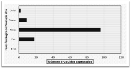 Abundancia de R. prosopis, en estado adulto, en las fases fenolgicas de P. alba en el sureste de Formosa.
