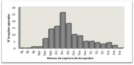 Abundancia de R. prosopis, en estado adulto, en diferentes meses, en formaciones de P. alba capturados con trampa Scolytoidea.