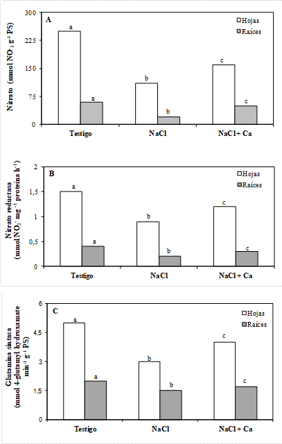 Concentración de nitrato (A), y actividades nitrato reductasa (B), y glutamina sintasa (C) en hojas y raíces de plántulas de vinal, crecidas en solución nutritiva de Hoagland 25 % (Testigo), con adición de 0,4 mol L-1 de NaCl (NaCl), y con adición de 0,4 mol L-1 de NaCl y 5 mmol L-1 de CaSO4 (NaCl + Ca). Para cada parte (hojas y raíces), barras seguidas por letras diferentes, difieren estadísticamente por el Test de Duncan al 5 %.