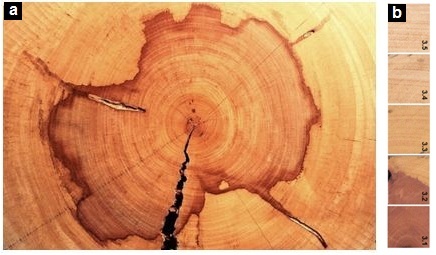 a. Sección transversal atacada por Fusarium scirpii aspecto general con la coloración rojiza de bordes irregulares. b Detalle de la transición de color de la médula hacia la periferia.