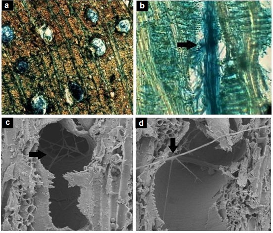 a. Sección transversal X100 A., alto grado de afección de Fusarium scirpii. b. Sección radial 400 X B. obstrucción total del vaso por hifas. c. Sección tangencial X500 A., obstrucción parcial de una placa del vaso. d. Sección tangencial X500 A., Detalle de la penetración de la hifas de Fusarium scirpii a través las puntuaciones de los vasos.
