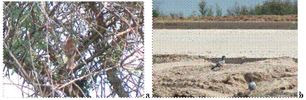 a) Myiophobus fasciatus en un parche de bosque nativo de ribera BNR durante febrero de 2012 b) Costanera Norte en febrero de 2014 que reemplazó a BNR en la imagen también se observa a una de las especies indicadoras de presión urbana Columba livia y el cauce del Río Dulce