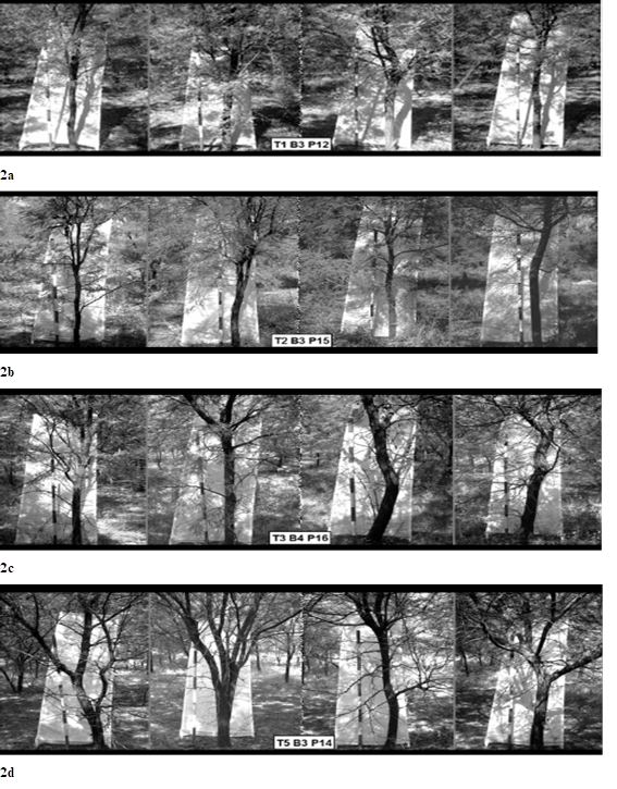 a-Individuos del Tratamiento 1 con Poda inicial de formación en el 2° invierno con podas sucesivas anuales de invierno y de verano. b- Individuos del Tratamiento 2 con poda inicial de formación en el verano (al 2.5 ciclos) con podas sucesivas bianuales de invierno y verano. c- Individuos del Tratamiento 3 con poda inicial de formación en el 4° Invierno con podas sucesivas Trianuales de invierno y verano. d - Individuos del tratamiento testigo (T5).