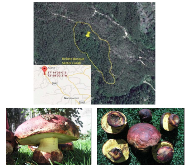 Relicto del bosque nativo estudiado (Curalí, Chile) y cuerpos fructíferos de B. loyo.