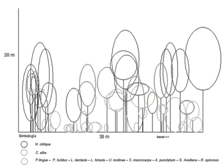 Perfil vertical del relicto de bosque en estudio Sector Curali