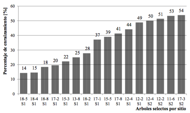 Porcentaje de prendimiento de los injertos de 16 árboles seleccionados de Corymbia citriodora subespecie variegata.