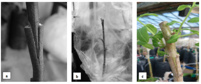 a) Unión de los tejidos entre el porta injerto y patrón donde previamente se había hecho un corte longitudinal b) para luego atar la unión y cubrirlo con bolsa plástica y c) injerto prendido en pleno crecimiento.