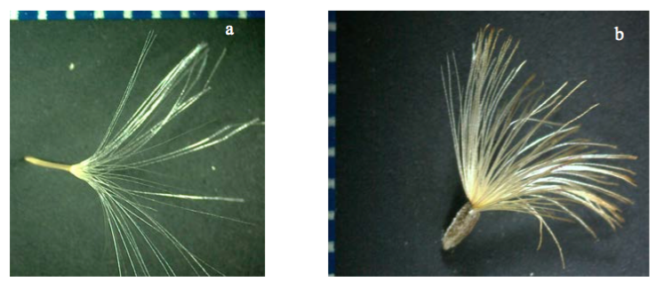 a) Cipsela con papus de B. crispa. b) Cipsela con papus de B. salicifolia. 0,20 X