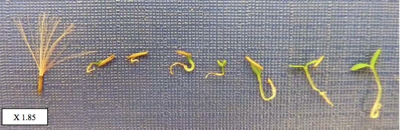 Proceso germinativo en B. crispa