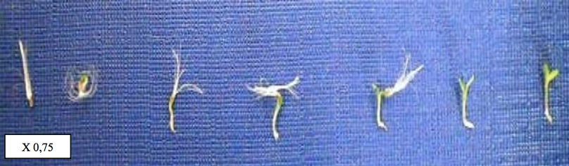 Proceso germinativo en B. salicifolia