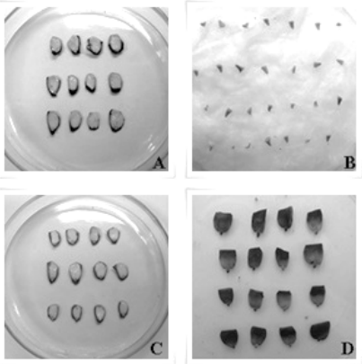 Pruebas de viabilidad en semillas de Cedrela fissilis: a) Cloruro férrico, b) separación del embrión, c) del índigo carmín y d) Tetrazolio.