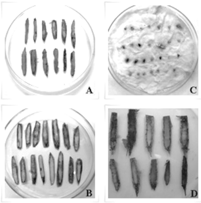 Pruebas de viabilidad en semillas de Myrocarpus frondosus: a) Cloruro férrico, b) separación del embrión, c) del índigo carmín y d) Tetrazolio.