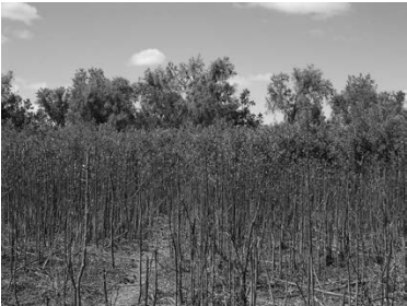 Renoval de Tessaria integrifolia contra la costa del río; más allá, bosque maduro de Salix humboldtiana.