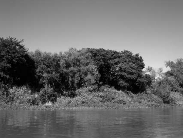 Bosque mixto o bosque insular, con diversidad de especies.