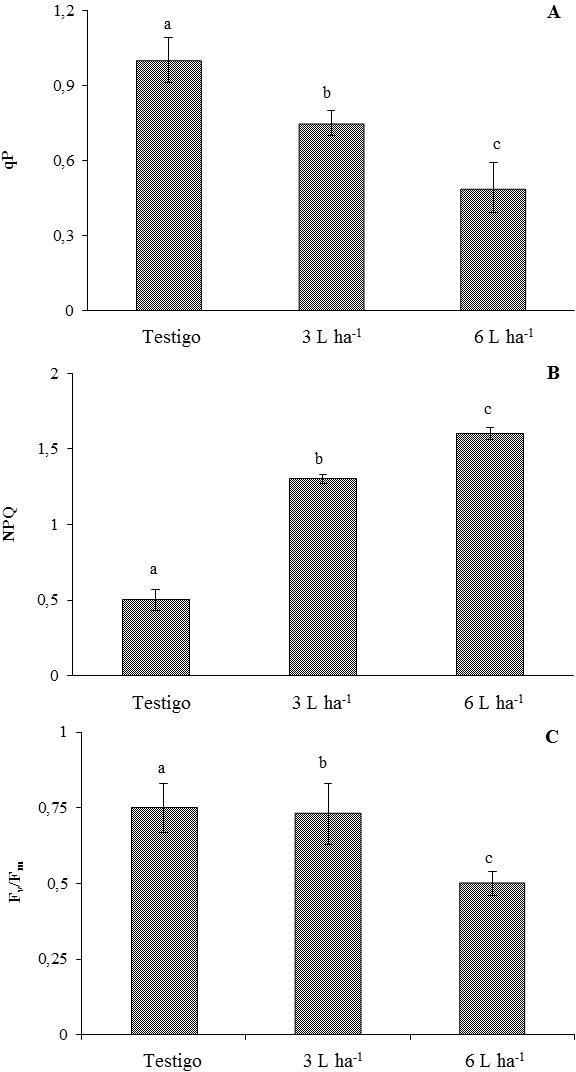 Variables de fluorescencia modulada en hojas de E. camaldulensis tratadas agua destilada (testigo), o dosis de 3 y 6 L ha-1 de glifosato. qP: quenching fotoqu�mico (A), NPQ: quenching no fotoqu�mico (B), Fv/Fm: relaci�n fluorescencia variable, fluorescencia m�xima (C). Letras diferentes indican diferencias significativas por el Test de Fisher (p < 0,05).