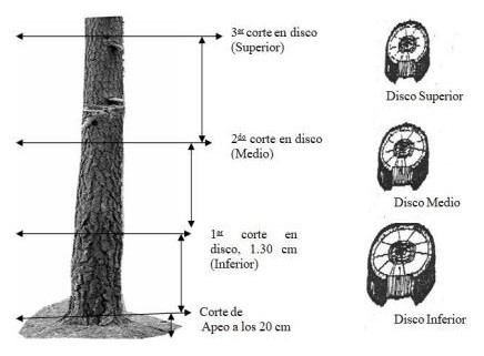 Ubicaci�n de los cortes para la extracci�n de los discos