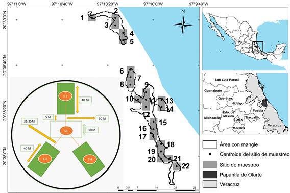 Ubicación espacial de las 24,99 ha de mangle de la localidad Rancho Playa, y diseño de muestreo adaptado del Inventario Nacional Forestal y de Suelos 2012. S1: Sitio 1, S2: Sitio 2, S3: Sitio 3 y S4: Sitio 4 por conglomerado.