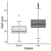 Relacin entre DAP de los ejemplares y su estado: muerto (Muertos por Arhopalus) o vivo.