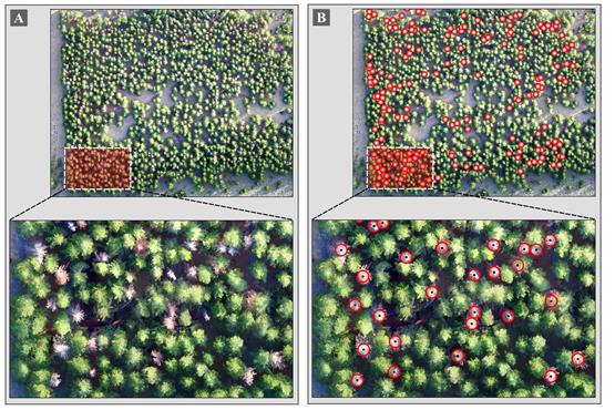 Ejemplo de uno de los ortomosaicos generados con el VANT A rboles con sntomas tanto clorticos como muertos en pie B Cobertura vectorial puntos de la identificacin y mapeo manual de los rboles sintomticos