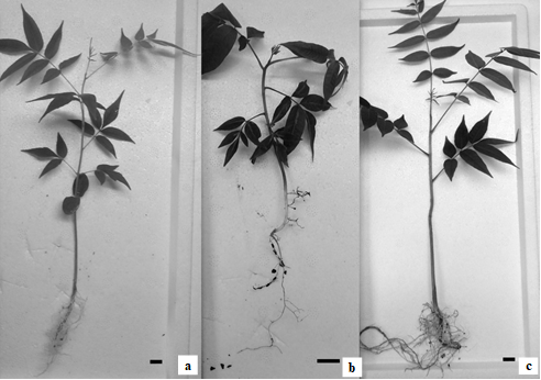 Pl�ntulas de C. fissilis producidas mediante siembra directa (SD) en contenedores.