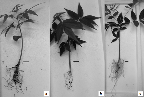 Pl�ntulas de C. fissilis producidas en alm�cigo y posterior transplante (R) a contenedores.
