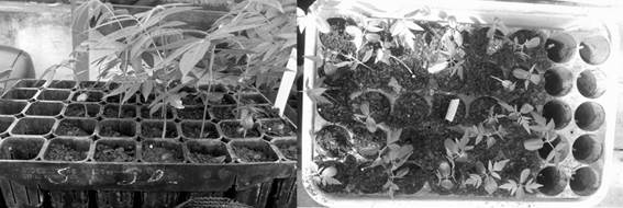 Mortandad de plantas de C. fissilis en ambos sistemas de producci�n para el sustrato corteza de pino compostada