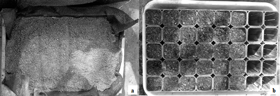 Sistemas de producci�n utilizados en la viverizaci�n de C. fissilis. a) siembra en alm�cigo de madera; y b) siembra directa (SD) en contenedores troncoc�nicos.