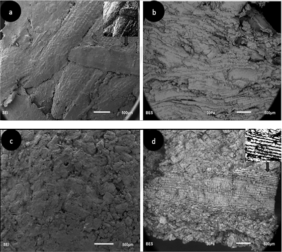 a y b- Micrografa del aglomerado formulacin (b) vista superior (obtenida con electrones secundarios (secundary electron image SEI) y lateral (electrones retrodispersados (Backsacttering image BES). c y d- Micrografa del aglomerado formulacin (d) vista superior y lateral.