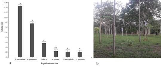 Crecimiento de altura (m) de seis especies forestales a 36 meses de edad, b. Experimento forestal en la localidad Samaniato, distrito Kimbiri – VRAEM.