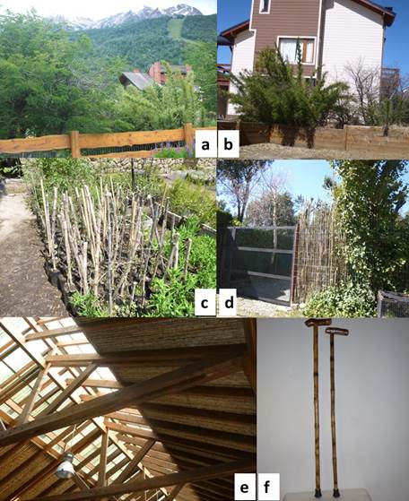 Usos de Chusquea culeou: