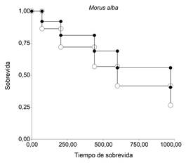 Curvas de sobrevida de Kaplan-Meier para Morus alba. ‒○‒: clases diam�tricas inferiores (<27 cm DAP); ‒●‒: clases diam�tricas superiores (>27 cm DAP).