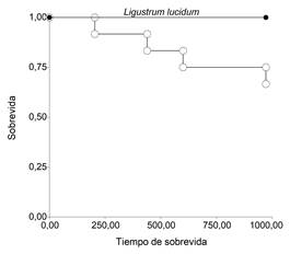 Curvas de sobrevida de Kaplan-Meier para Ligustrum lucidum. ‒○‒: clases diam�tricas inferiores (<31 cm DAP); ‒●‒: clases diam�tricas superiores (>31 cm DAP).